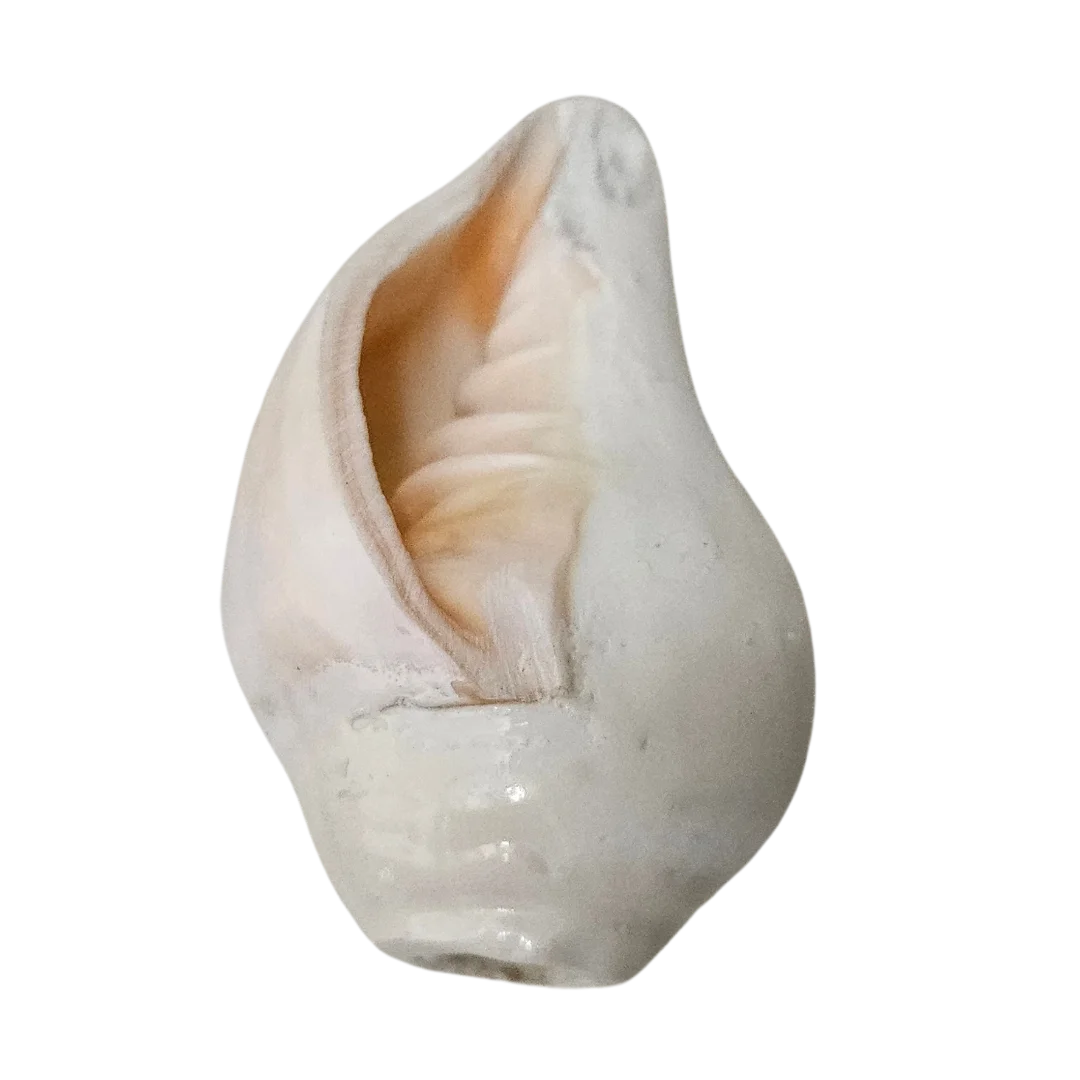Pooja Shankh for Aarti Sound and Vastu Correction bottom view