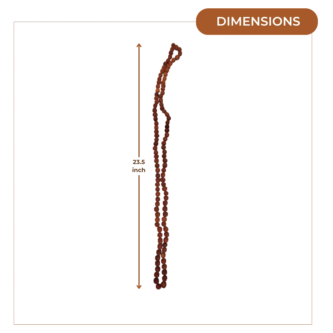 Rudraksha Mala (Large) dimensions