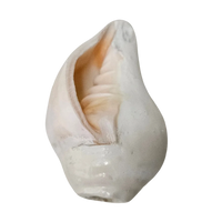 Pooja Shankh for Aarti Sound and Vastu Correction bottom view