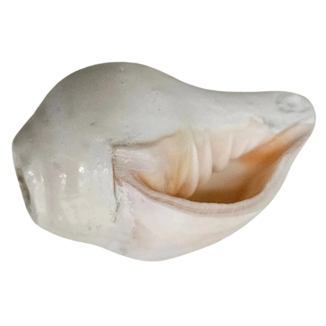 Pooja Shankh for Aarti Sound and Vastu Correction top view