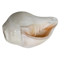 Pooja Shankh for Aarti Sound and Vastu Correction top view