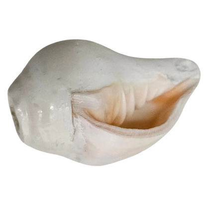 Pooja Shankh for Aarti Sound and Vastu Correction top view