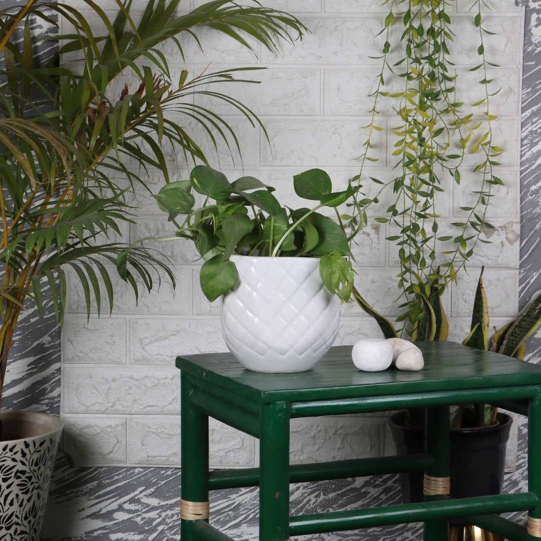 Velixa Ceramic Flower Pot lifestyle view