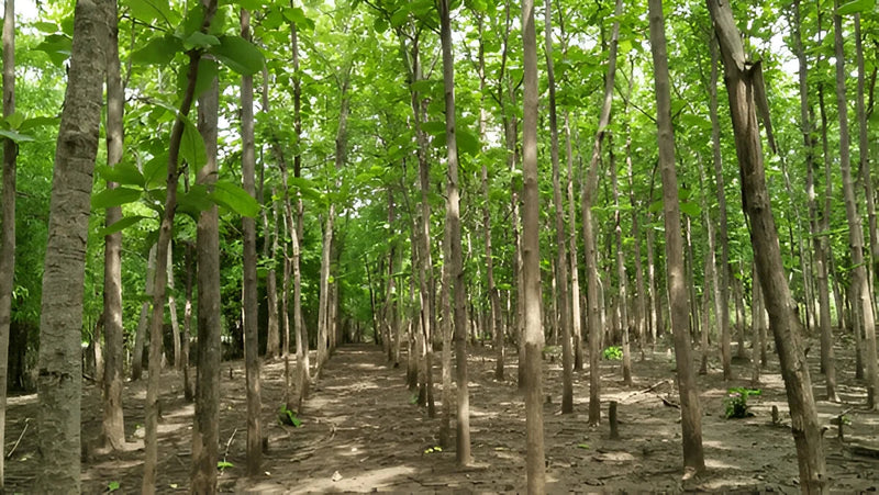 Dense teakwood forest with tall straight trees and green leaves forming a natural canopy, sunlight filtering through, and a clear earthy path running through the plantation.